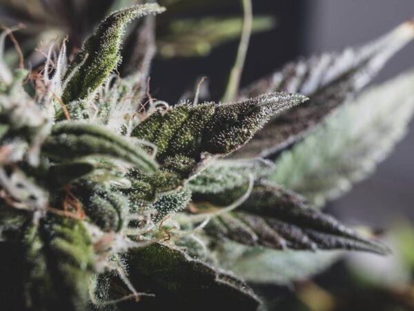 The Best Variety of Weed Strains