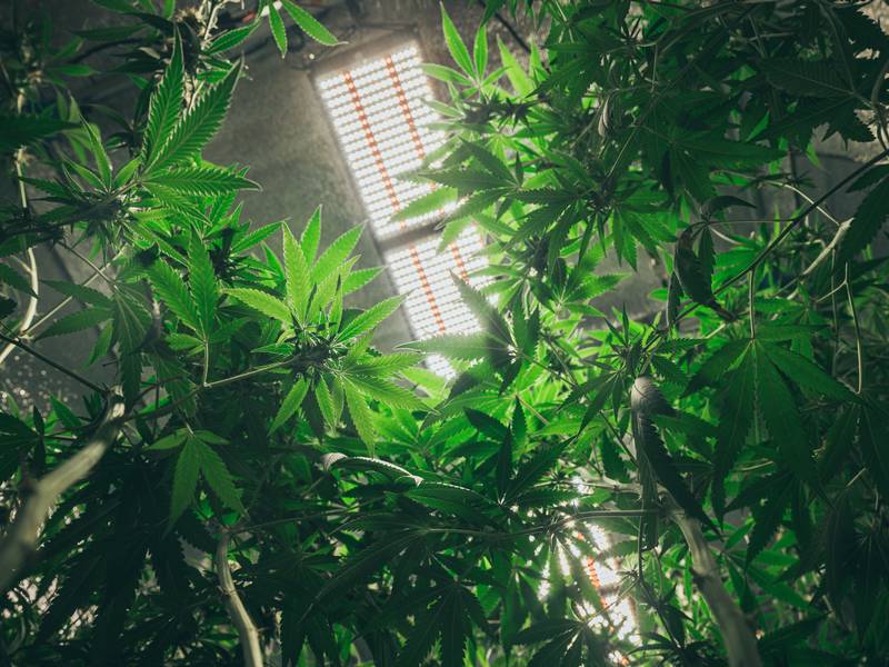 Where Can I Find the Top Cannabis Near Me?