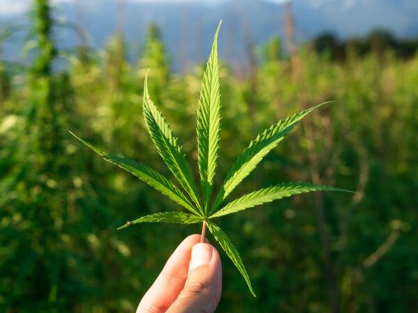 Who Has the Best Sativa Strains in Metro Detroit?