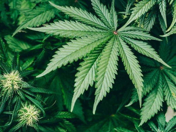 What are the Best Indica Strains for Ideal Relaxation?