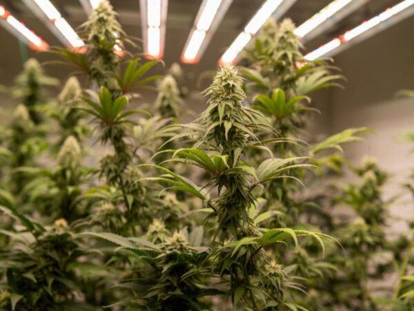 Blog 6 Is the Recreational Dispensary Near Me the Best Supplier?