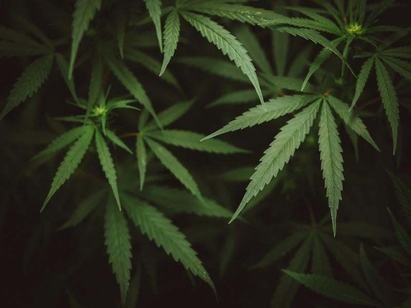 Who Can Help Me Find the Best Cannabis Near Me in Taylor, MI?